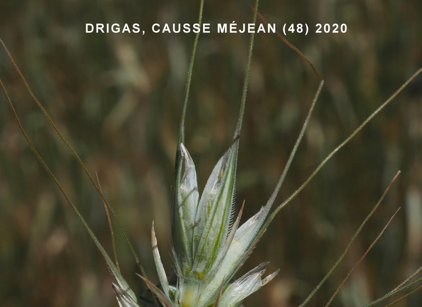 Triticale flower